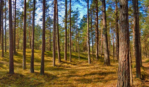 Limpieza de bosques y deforestación controlada en Ibiza